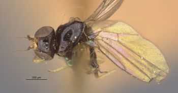 Media type: image;   Entomology 13399 Aspect: habitus dorsal view